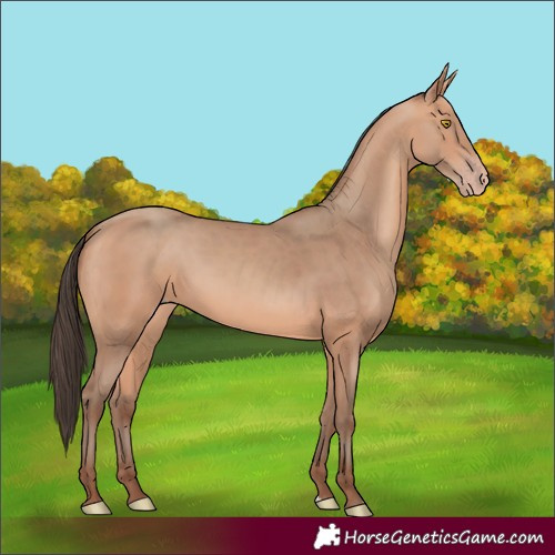 Horse Color:Amber Champagne 