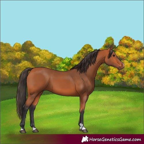 Horse Color:Bay 