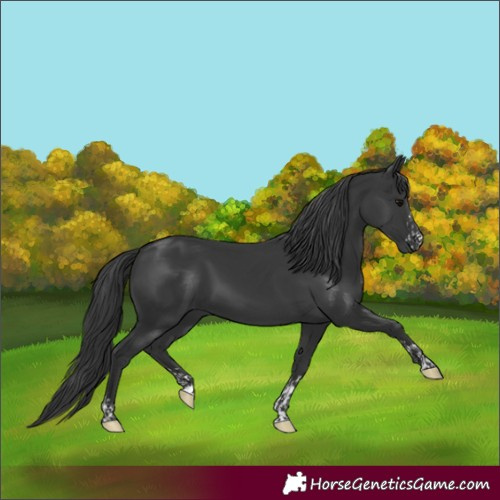 Horse Color:Black  and Black 