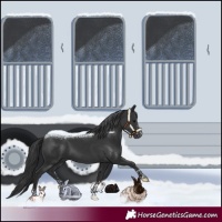 Horse Color:Black and Black