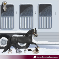 Horse Color:Black and Black