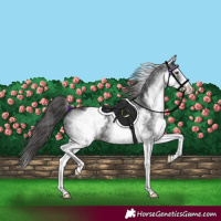 Horse Color:White Spotted Black Appaloosa 