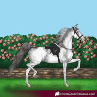 Horse Color:White Spotted Black Appaloosa