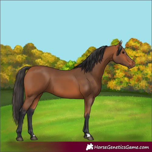 Horse Color:Bay 