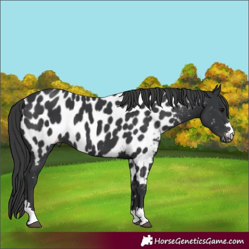Horse Color:Black Near Leopard 