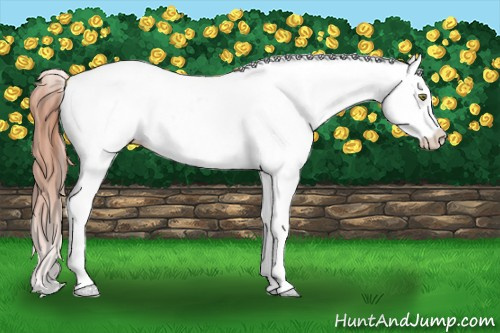 Horse Color:Amber Champagne Appaloosa 