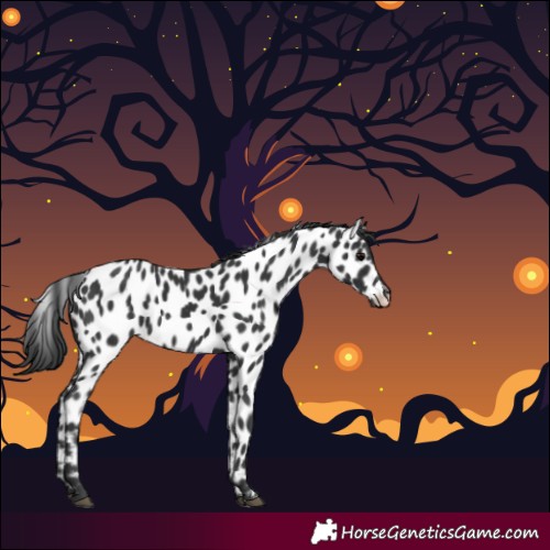 Horse Color:Black Appaloosa