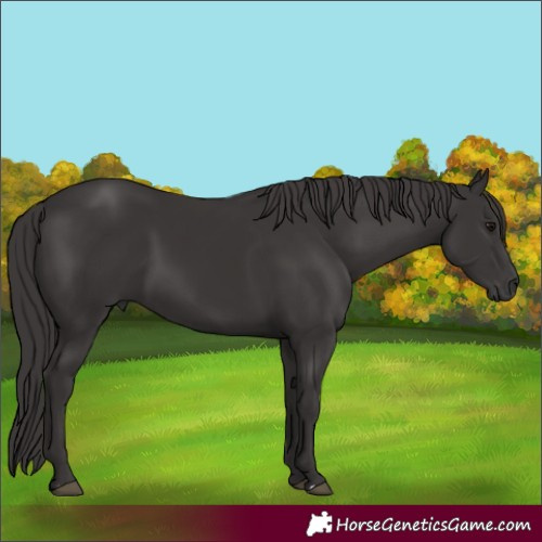 Horse Color:Smoky Black 