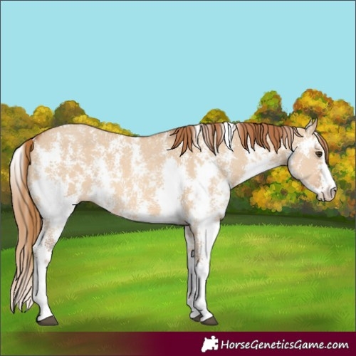 Horse Color:Red Dun Sabino 