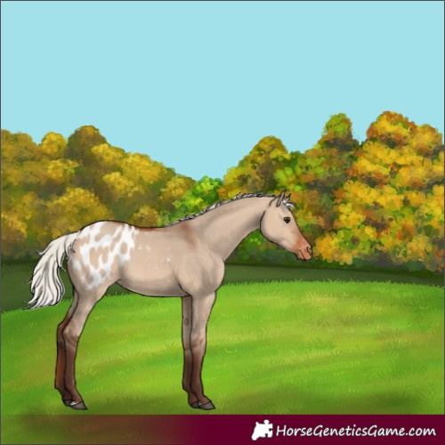 Horse Color:Silver Bay Dun Appaloosa 