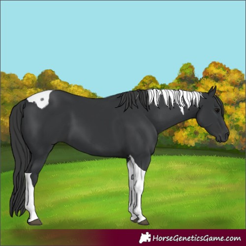Horse Color:Black Tobiano 