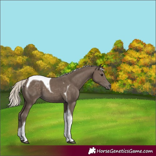 Horse Color:Silver Smoky Black Tobiano 