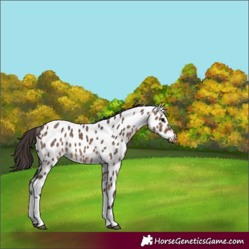 Horse Color:Brown Dun Tobiano Appaloosa 