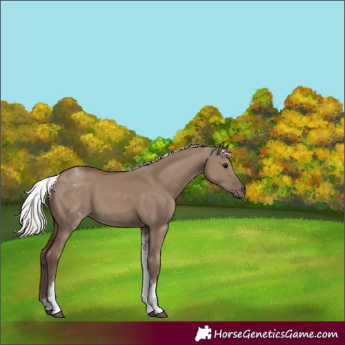 Horse Color:White Spotted Silver Grullo 