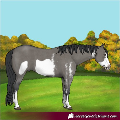 Horse Color:Grullo Sabino Frame 