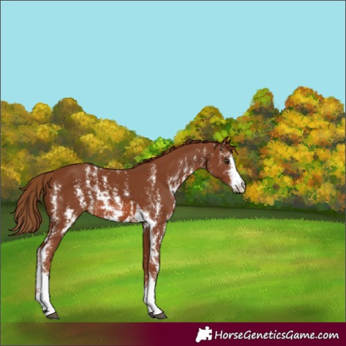 Horse Color:Chestnut Sabino 