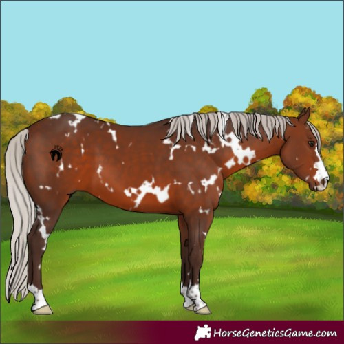 Horse Color:White Spotted Silver Brown 