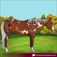 Horse Color:White Spotted Silver Brown