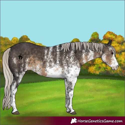 Horse Color:White Spotted Silver Smoky Black 