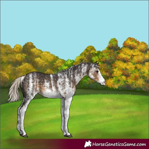 Horse Color:White Spotted Silver Smoky Black 