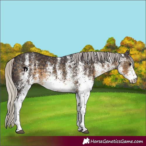 Horse Color:White Spotted Silver Smoky Black 