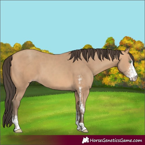 Horse Color:Amber Champagne Sabino 