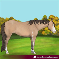 Horse Color:Amber Champagne Sabino