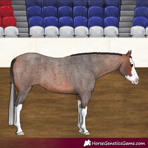 Horse Color:Bay Roan Splash 