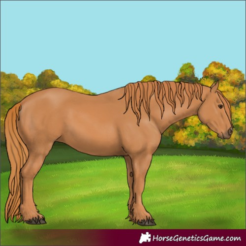 Horse Color:Chestnut 
