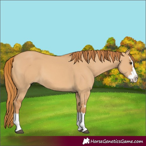 Horse Color:Red Dun Splash 