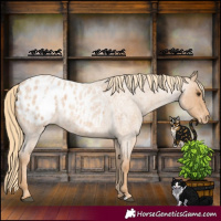 Horse Color:Red Roan Appaloosa 