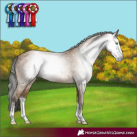 Horse Color:Gray Amber Champagne Sabino Rabicano 