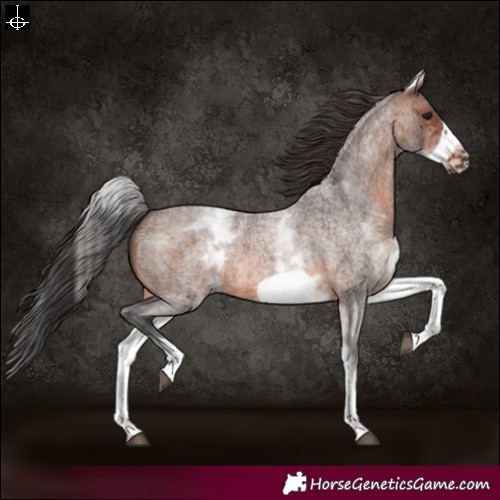 Horse Color:White Spotted Brown Roan Frame