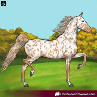 Horse Color:Chestnut Near Leopard 