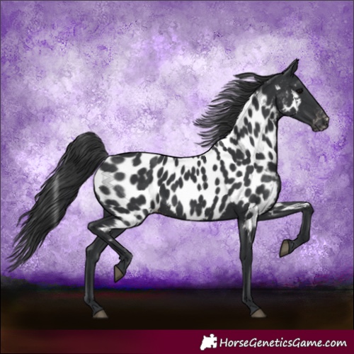 Horse Color:Black Appaloosa