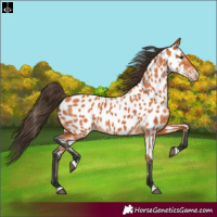 Horse Color:Bay Appaloosa 