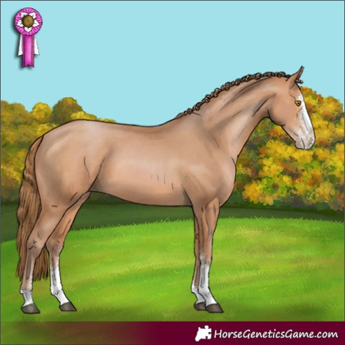 Horse Color:Brown Pearl Sabino 