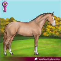 Horse Color:Brown Pearl Sabino