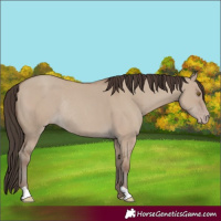 Horse Color:Classic Champagne Dun Rabicano 