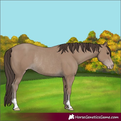 Horse Color:Classic Champagne Rabicano 