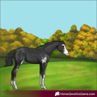 Horse Color:Black Sabino 
