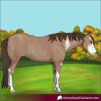 Horse Color:Classic Champagne Sabino 