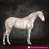 Horse Color:Classic Champagne Dun Sabino Rabicano 