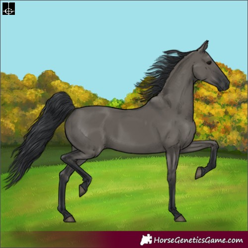 Horse Color:Grullo 