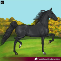 Horse Color:Black 