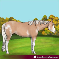Horse Color:Silver Sable Champagne Sabino