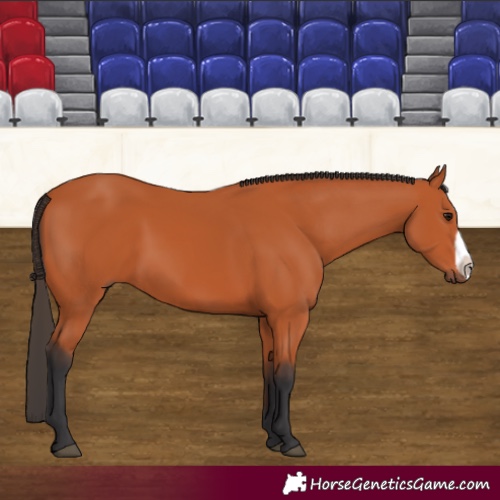 Horse Color:Bay Frame 