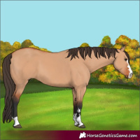 Horse Color:Bay Dun 