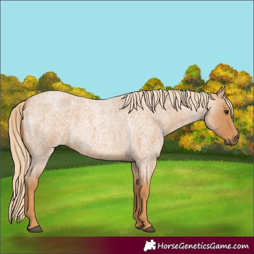 Horse Color:Red Roan 