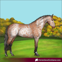 Horse Color:Bay Appaloosa  and Gray Bay Appaloosa 